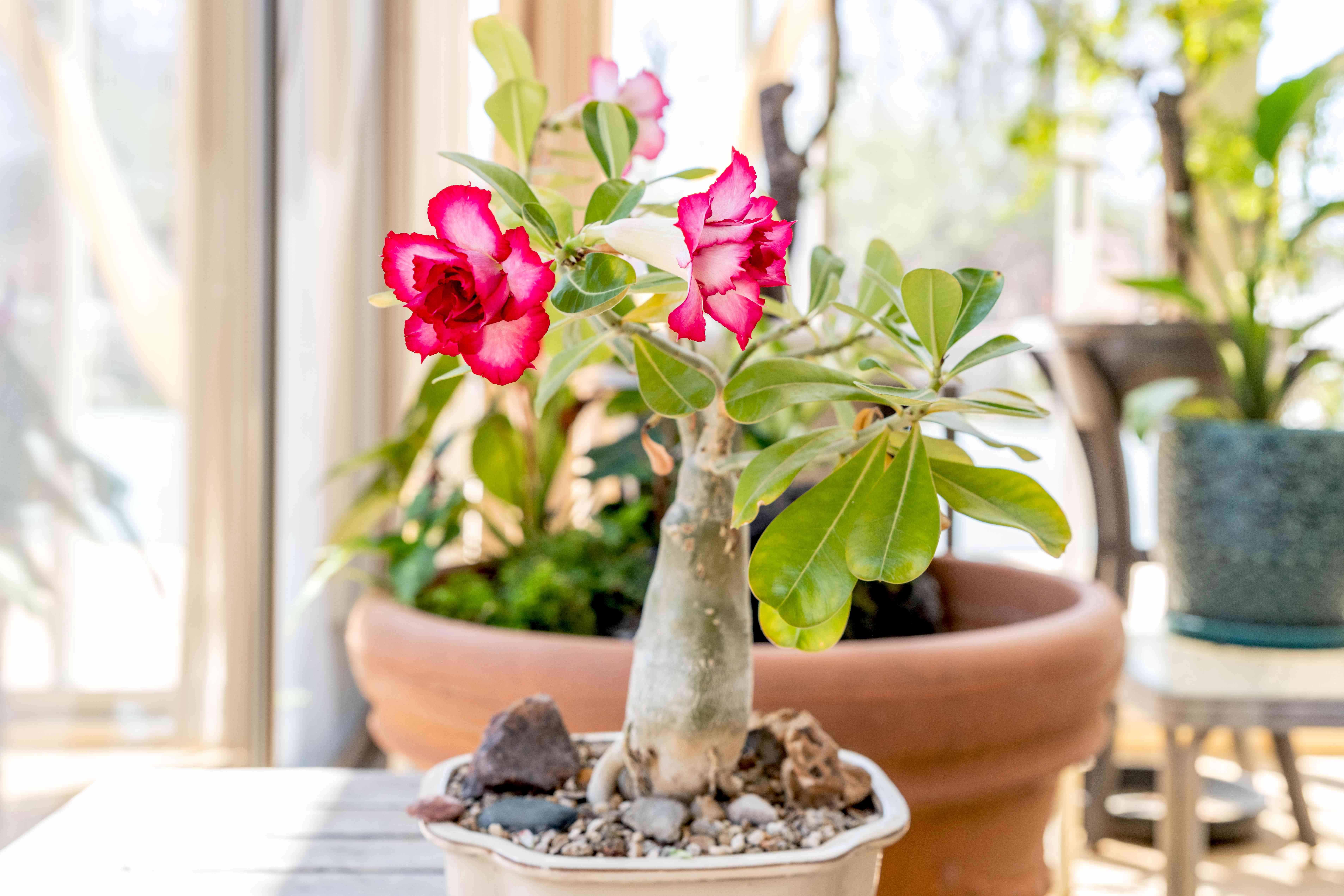 growing desert rose: memories, mistakes, and modern debates