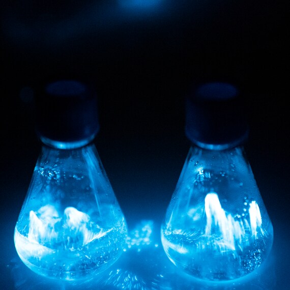 growing glowing algae: old wisdom meets new wonders at home
