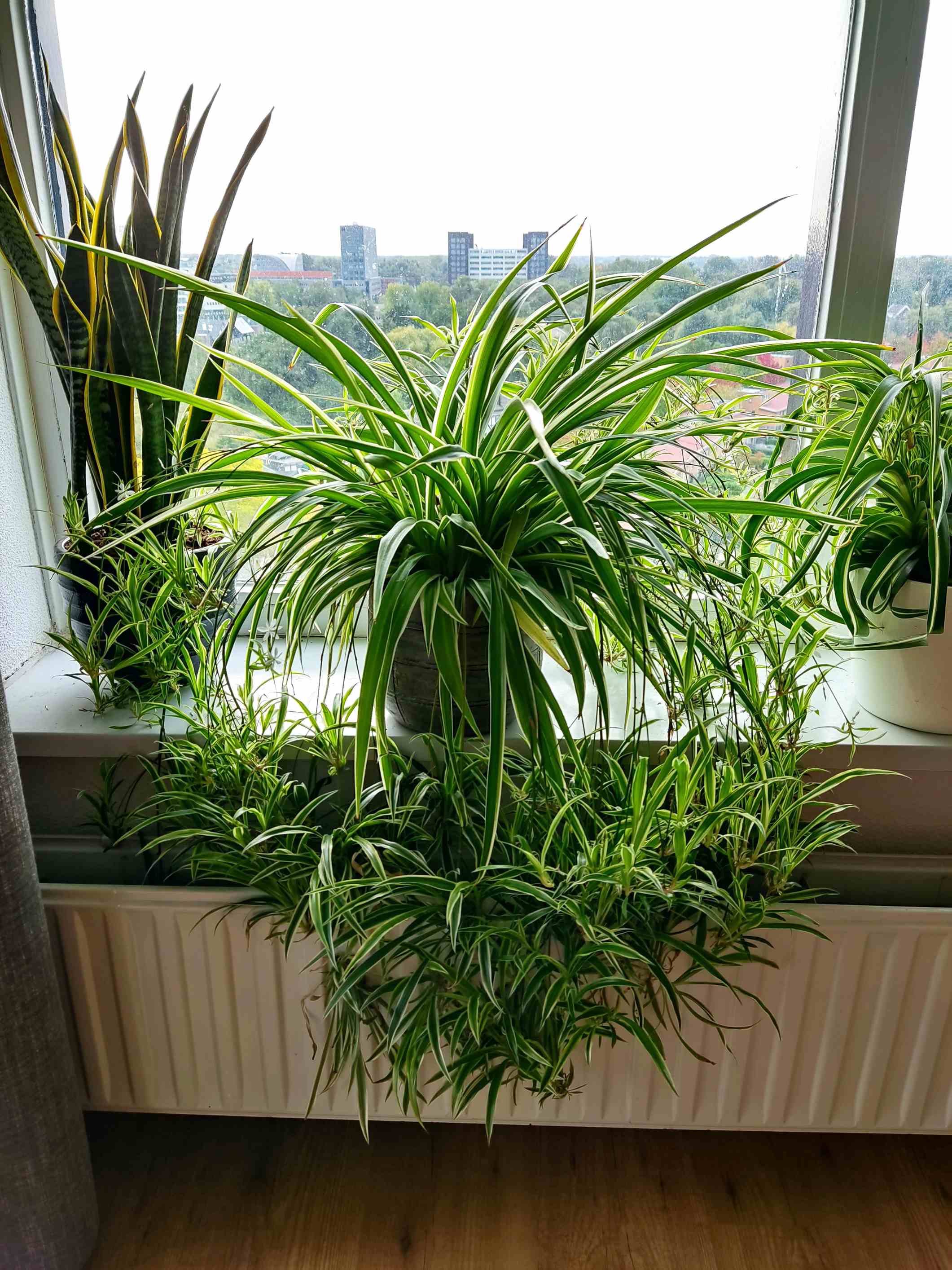 rediscovering spider plants: old wisdom vs. new trends