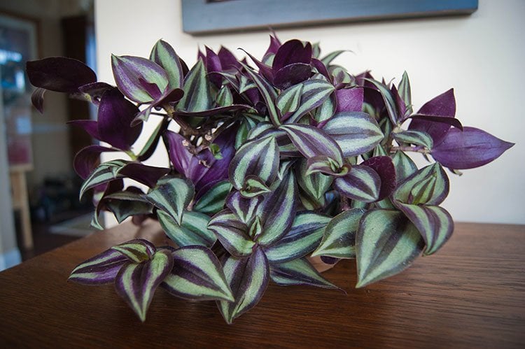 wandering jew: old-school charm meets modern garden debates
