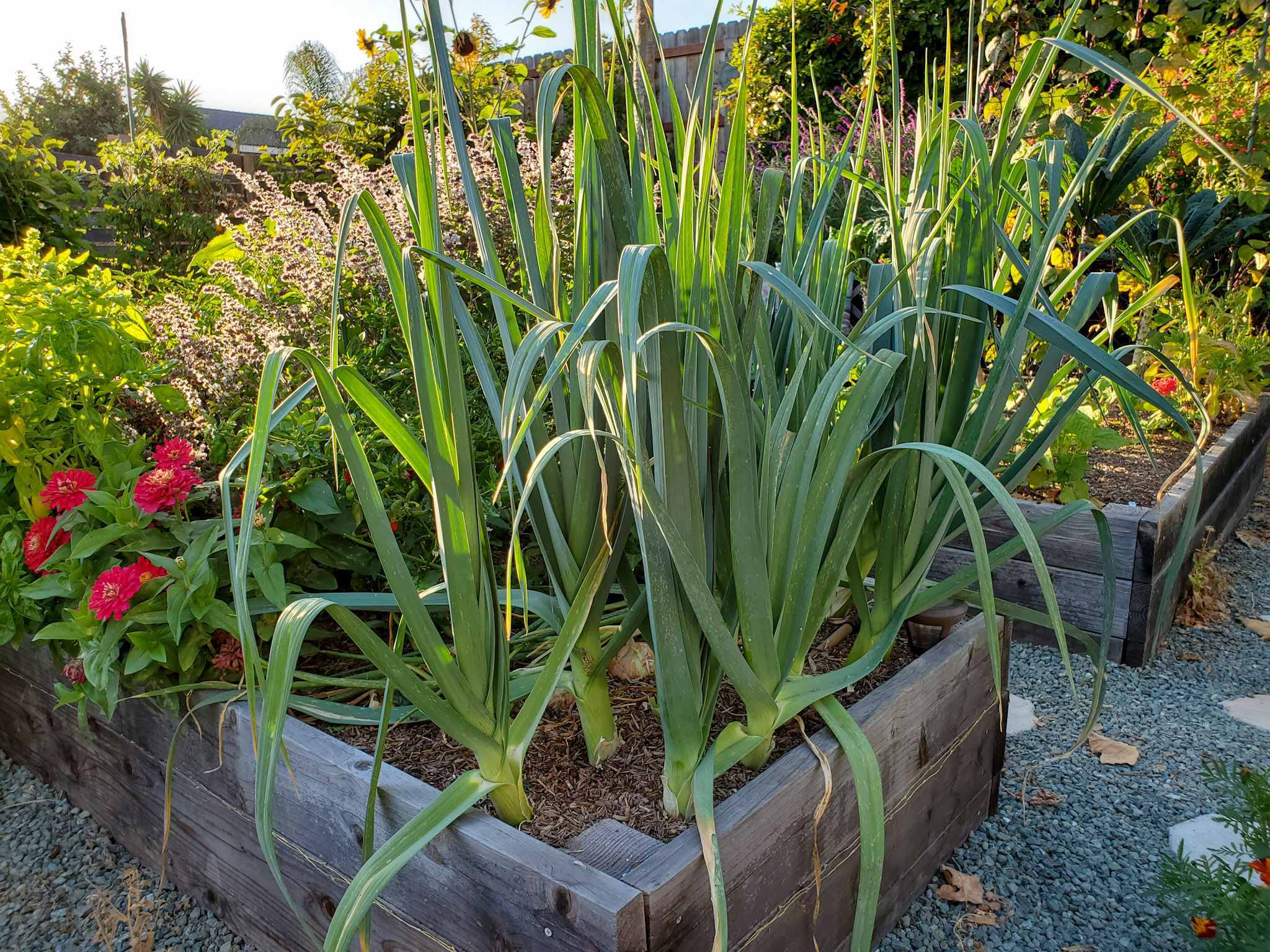when leeks spark envy: old ways vs. new garden pride