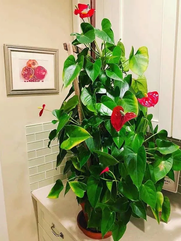 growing anthurium: memories, modern methods, and neighborhood debates