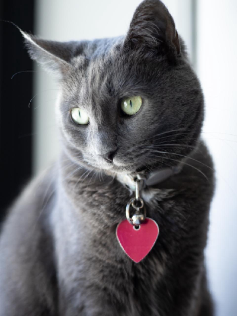 Lost Pet Panic: What I Wish I Knew