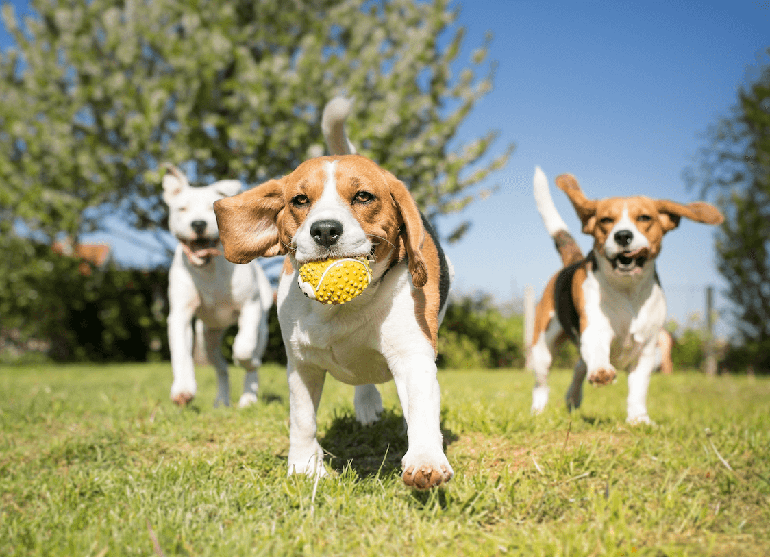 Dog Park Survival Guide: Read Before You Go