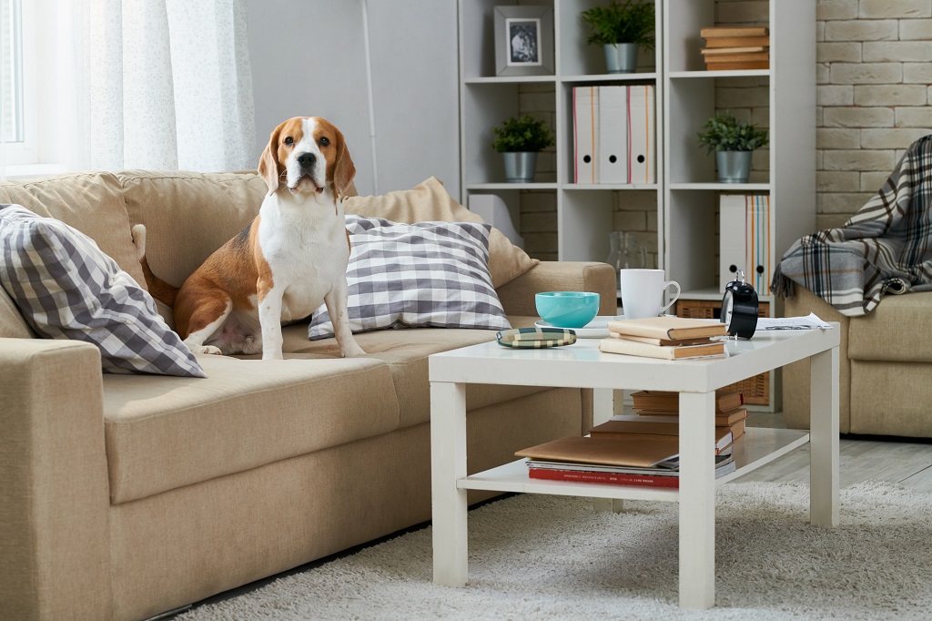 Finding a Home When Your Roommate Has Paws