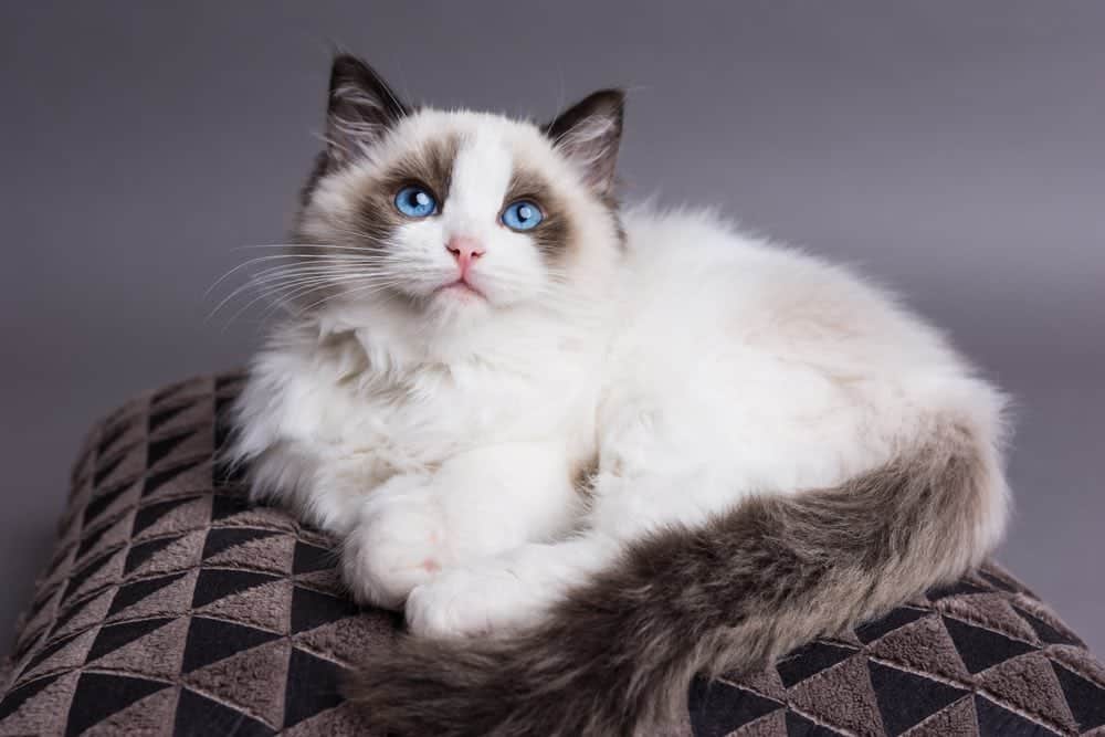 Is Your Cat a Ragdoll or Just Dramatic?
