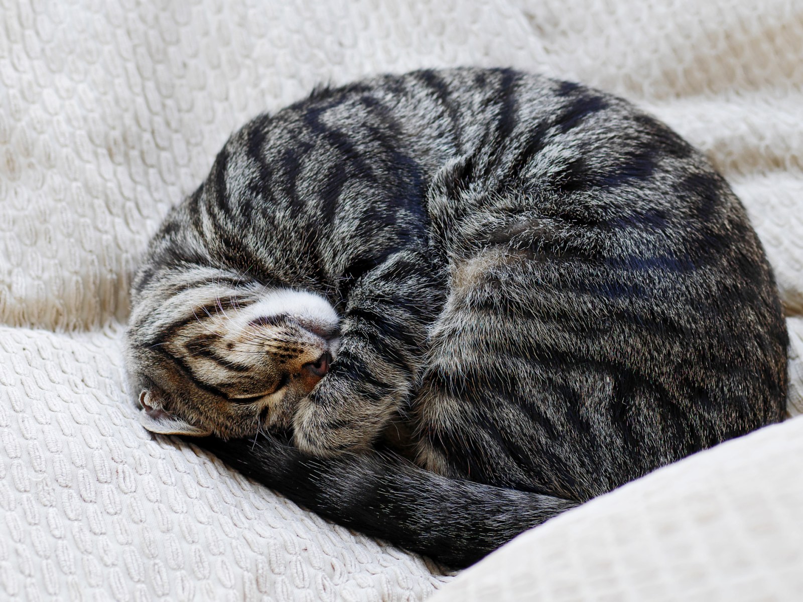 What Your Cat’s Sleep Pose Really Means