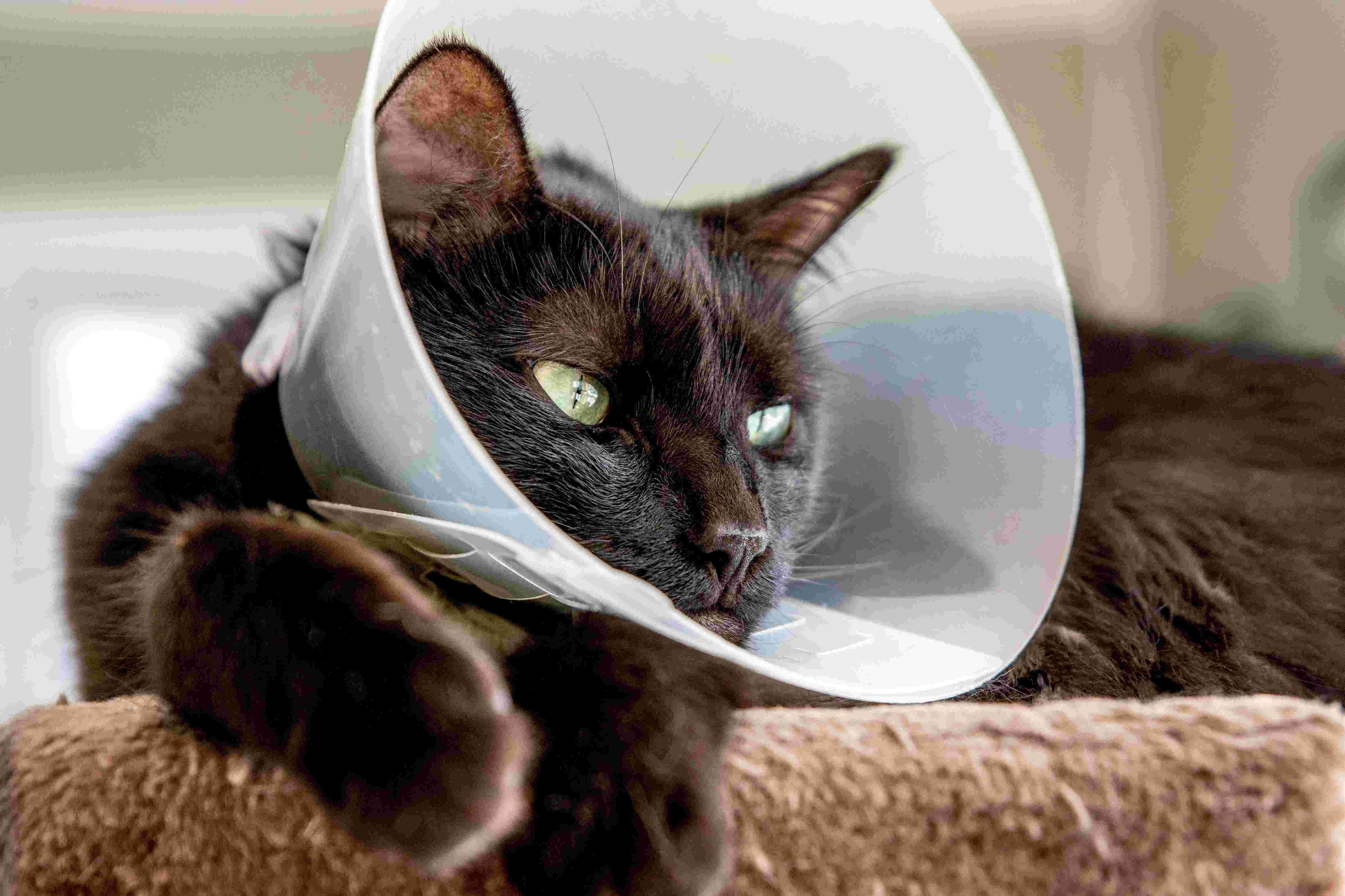 Surviving the Cat Cone of Shame