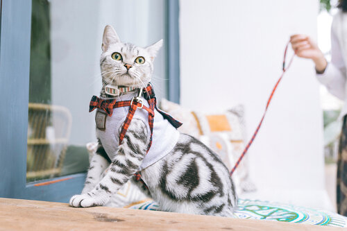 Surviving Your Cat’s First Harness Adventure
