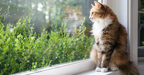 Why I Keep My Cat Indoors (And You Should Too)