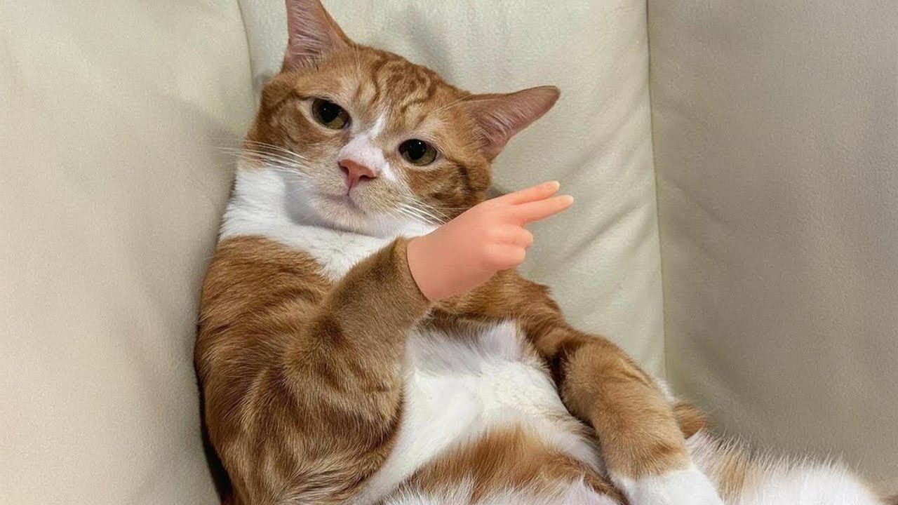 Why Are Orange Cats So Chaotic?