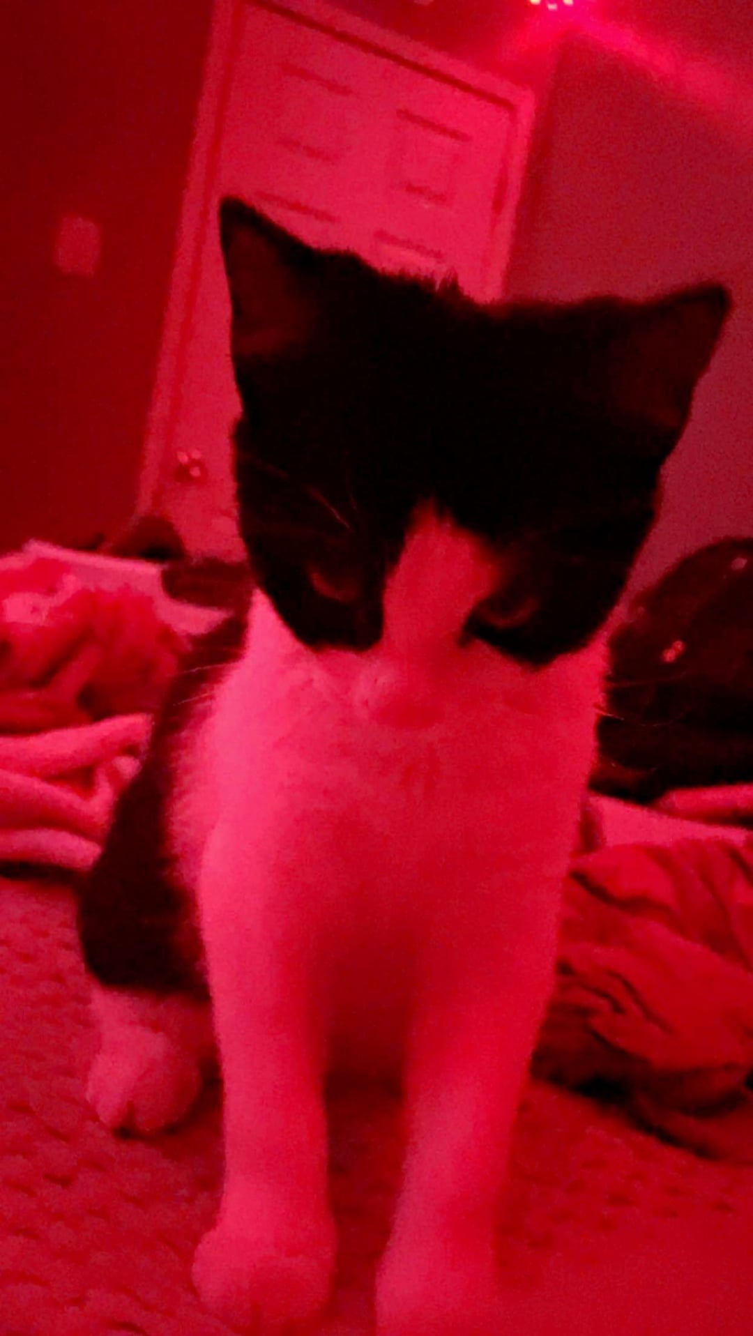 Surviving Life With a Midnight Maniac Kitten