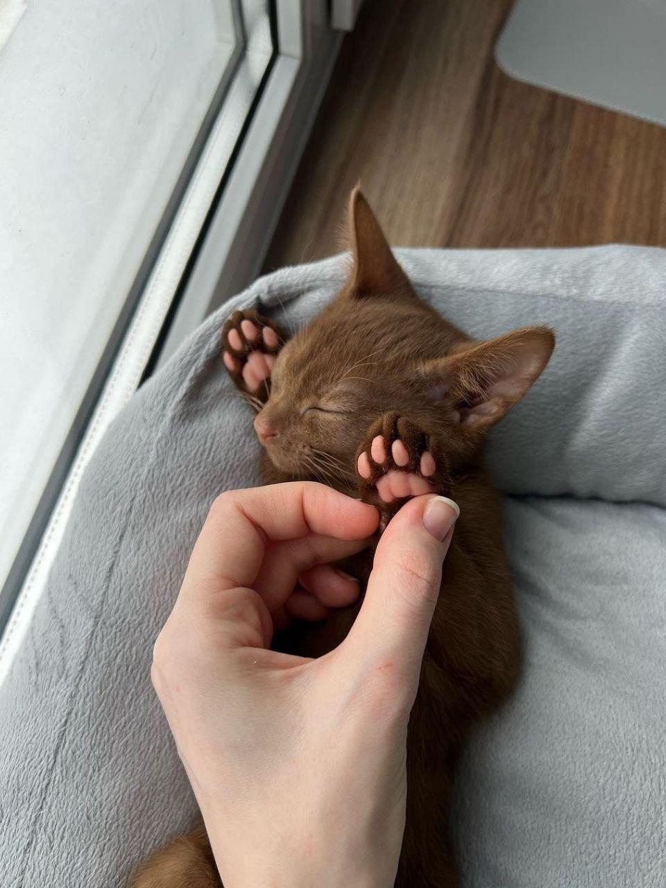 Why Do Pet Paws Melt Our Hearts?