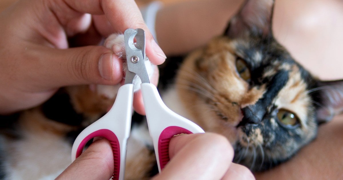 I Cut My Cat’s Claws With Human Clippers—Chaos Ensued