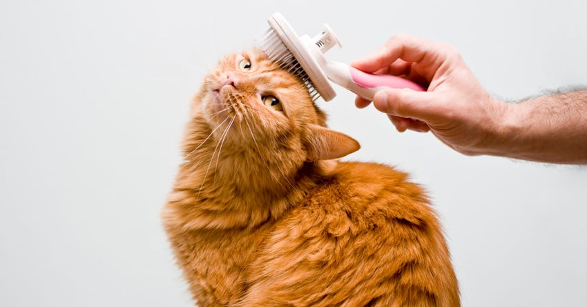 My Cat Hates Baths (But Here’s How We Survive)