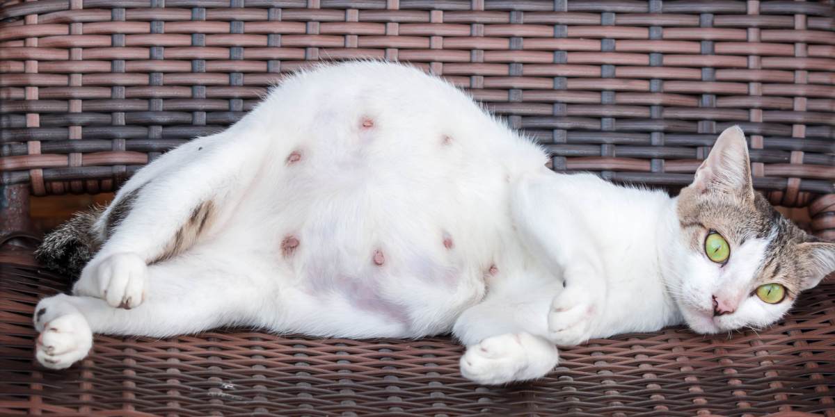 Is My Cat About to Give Birth? Real Signs to Watch