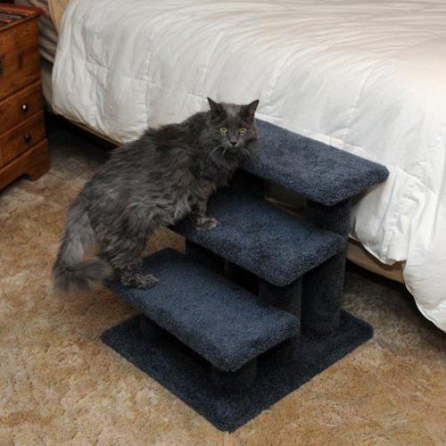 My Cat Refuses to Jump—Now What?