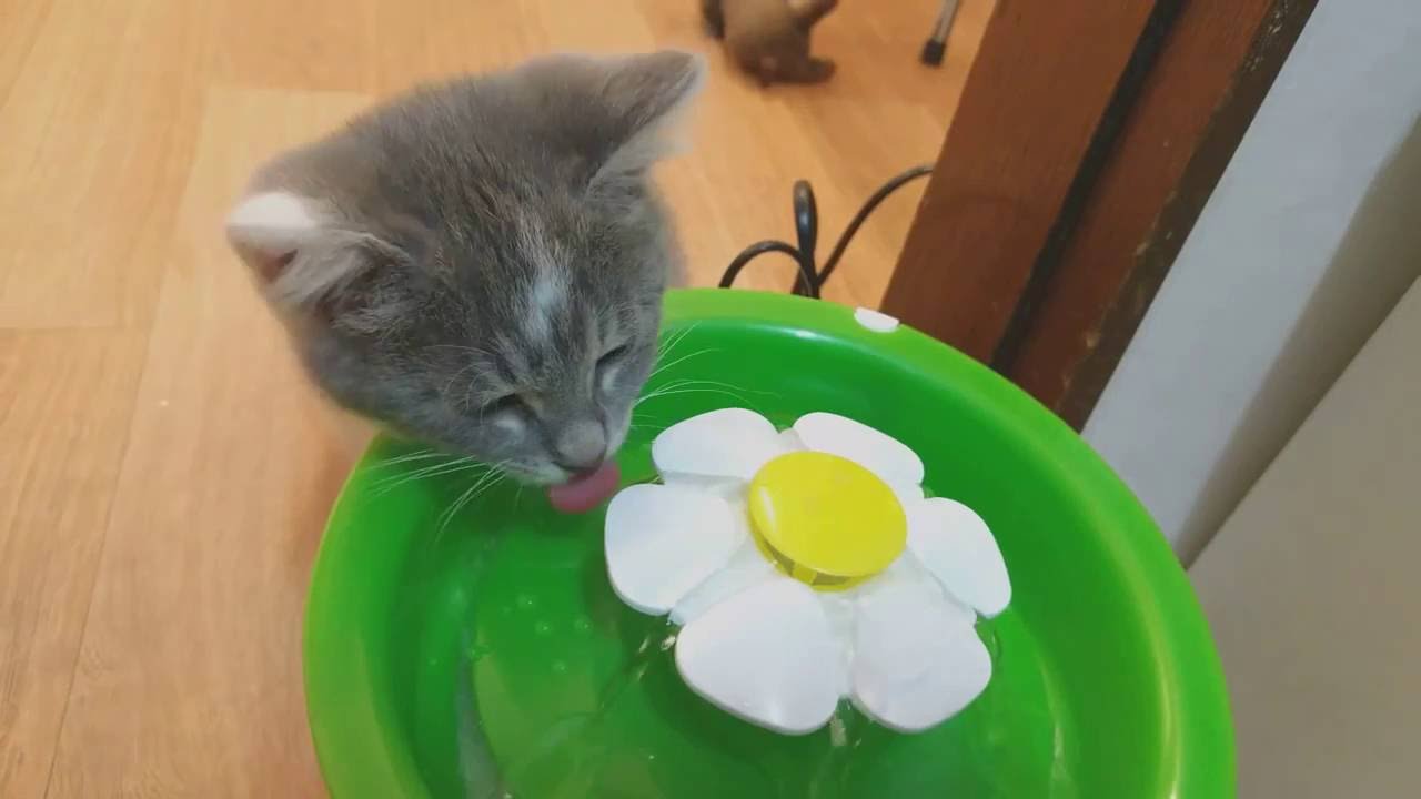 How I Survived Raising a Hydration-Hating Kitten