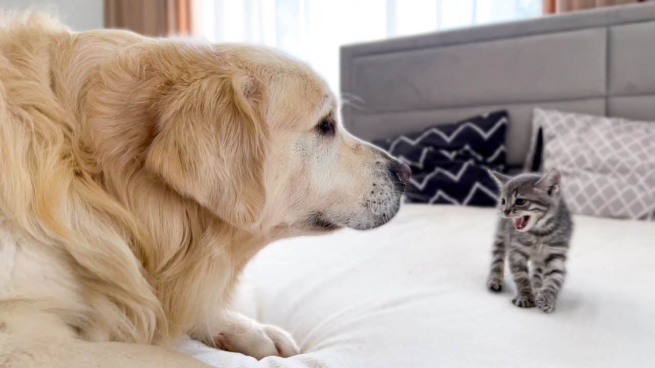 Convince Me: Should We Get a Cat?