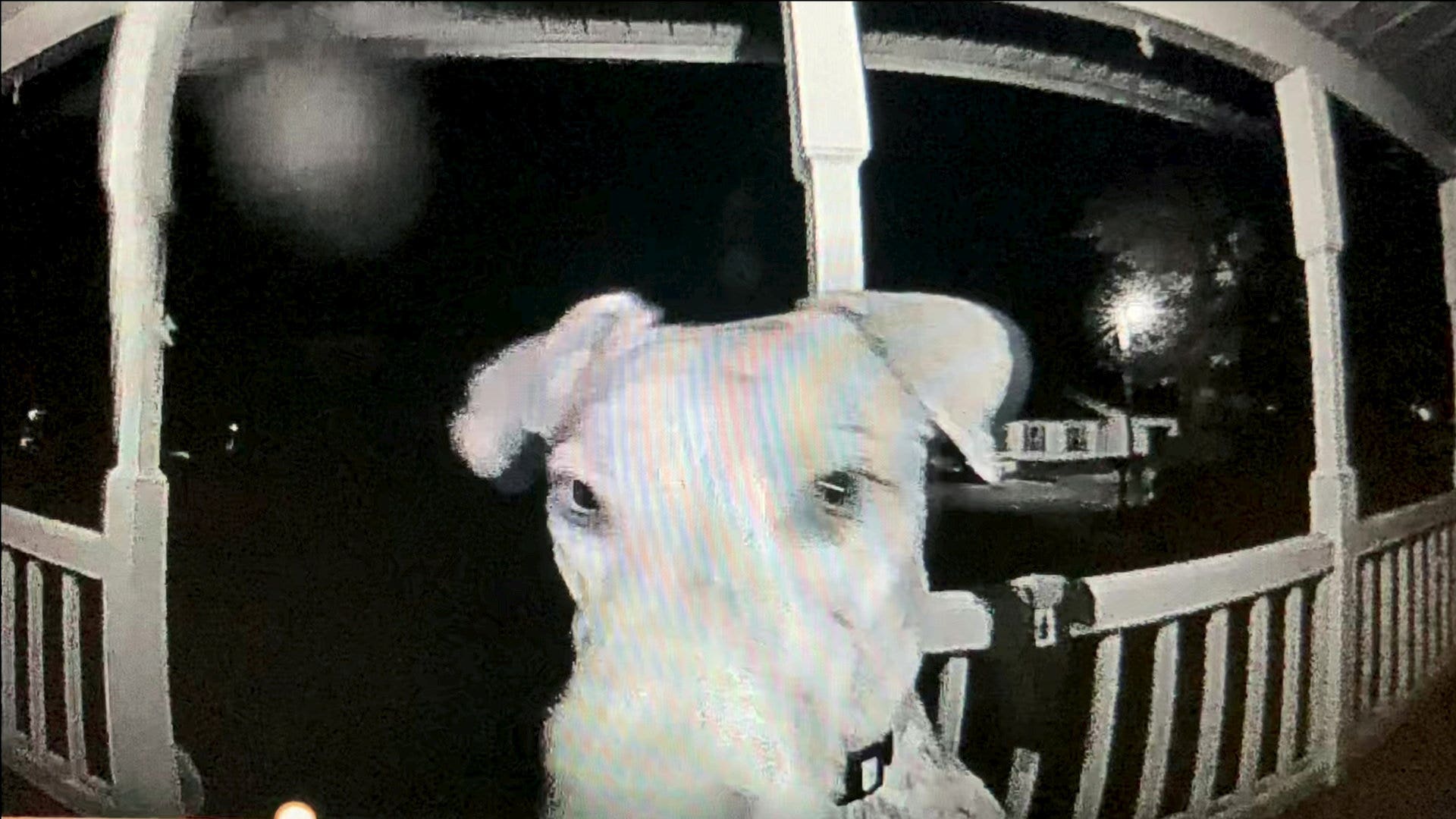 My Dog Came Home After 30 Days—At 2AM