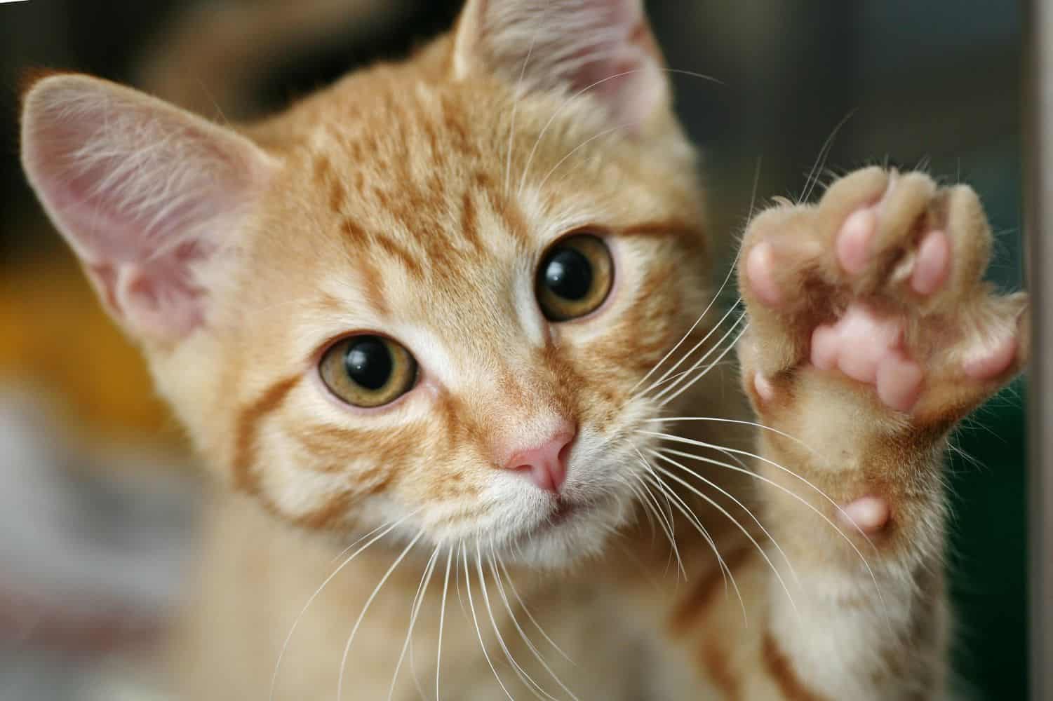 My Cat’s Feet Are Filth Magnets: A Survival Guide