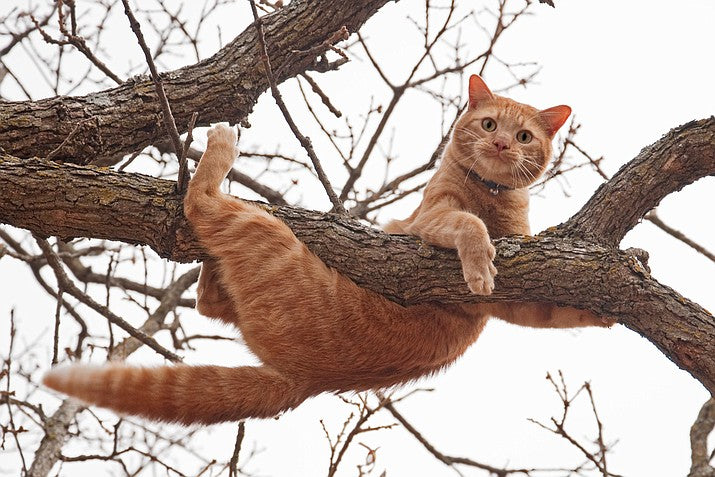 My Cat’s Tree-Climbing Drama: What Actually Works