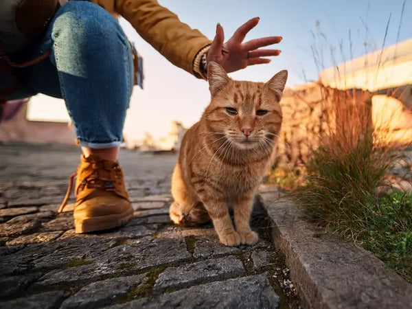 Is This Cat Lost or Just Judging Me?