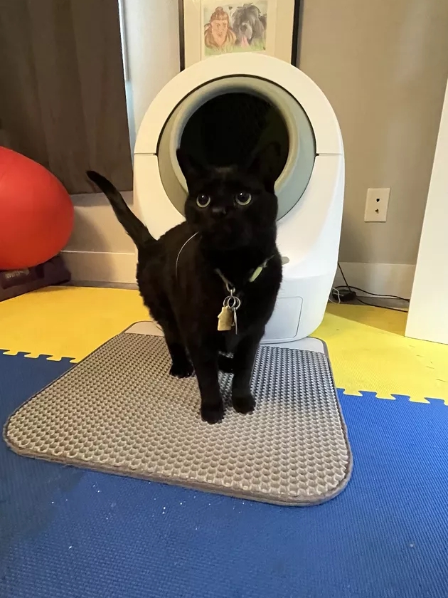 I Tried a $650 Robot Litter Box So You Don’t Have To