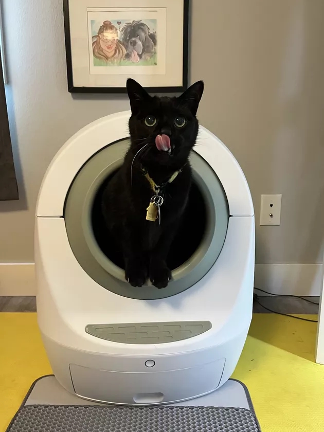 I Tried a $650 Robot Litter Box So You Don’t Have To