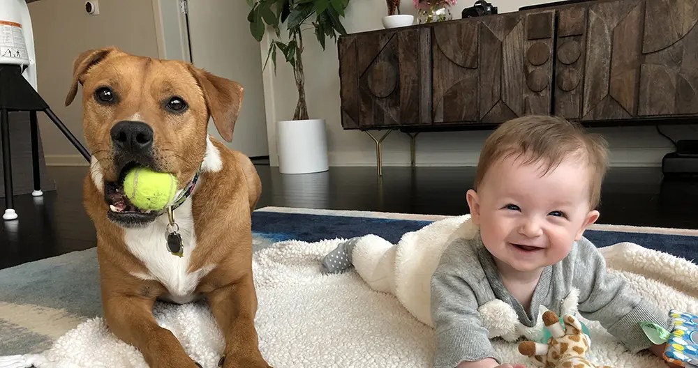 Surviving Baby + Pet Chaos: My Crash Course