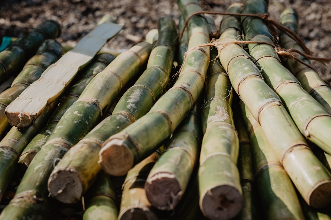 It's crazy! Cane oil is showing up now???