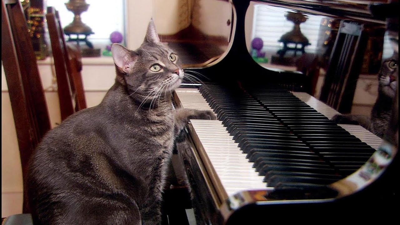 My Cat Just Outperformed Mozart (On My Keyboard)