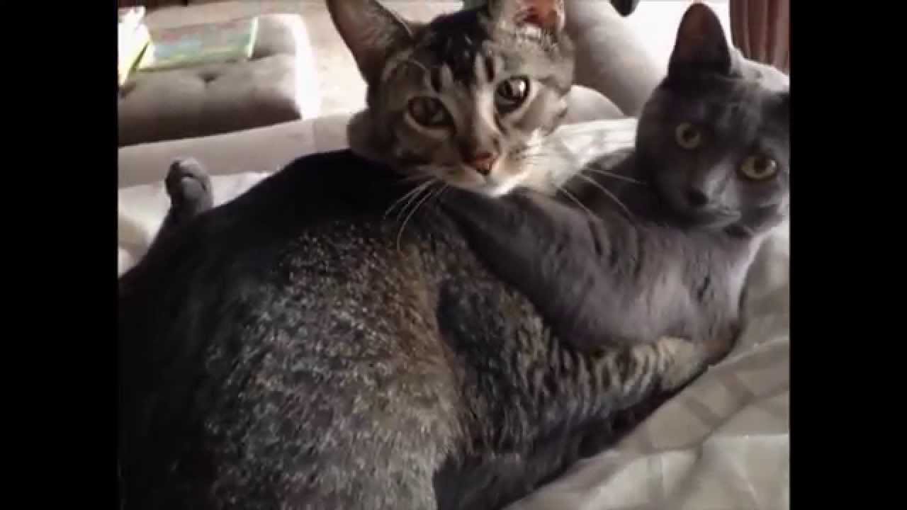 Caught My Cats in a Secret Meeting
