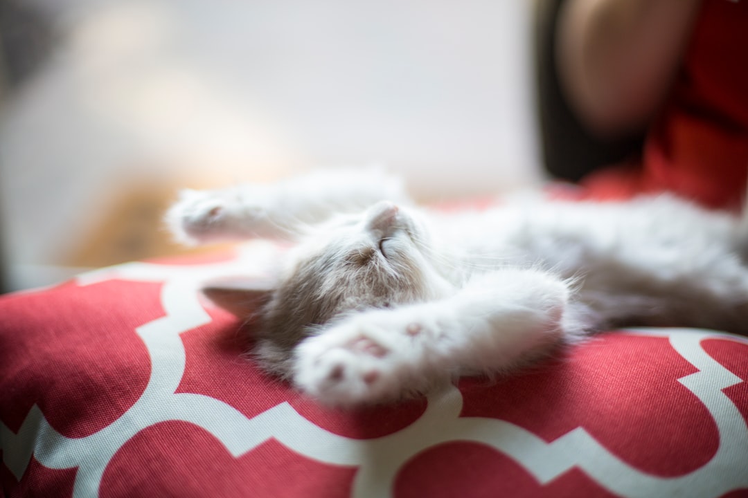 My Cat Refuses the Litter Box—Now What?