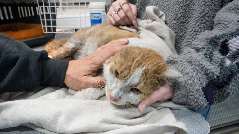 From Stray to Superstar: My Cat’s Glow-Up