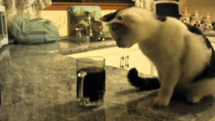 Adopting Chaos: My Pet’s Cuteness Tax