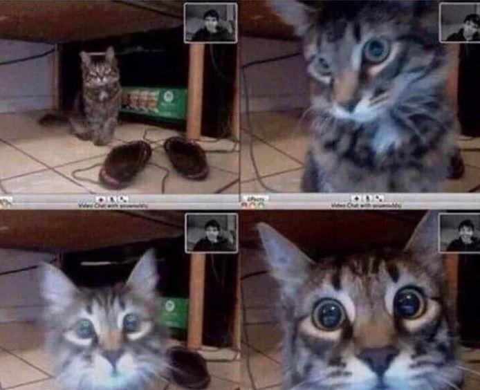 My Cat Joined My Zoom Call. Chaos Ensued.