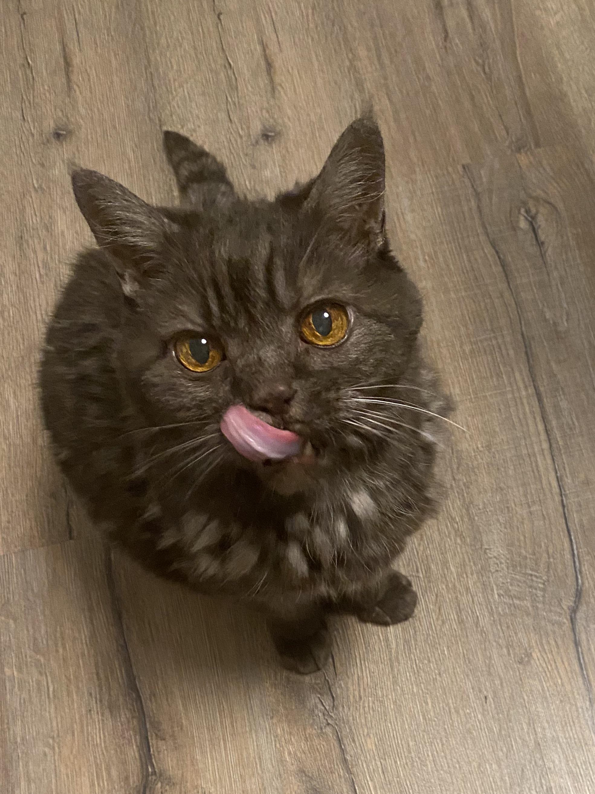 Caught My Cat Mid-Blep and Now I Can't Stop Laughing