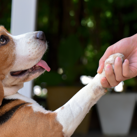 My Dog Invented the Paw Squeeze
