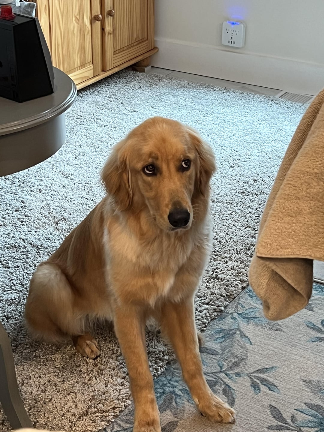 My Dog Smells Like a Fish Market—Help!