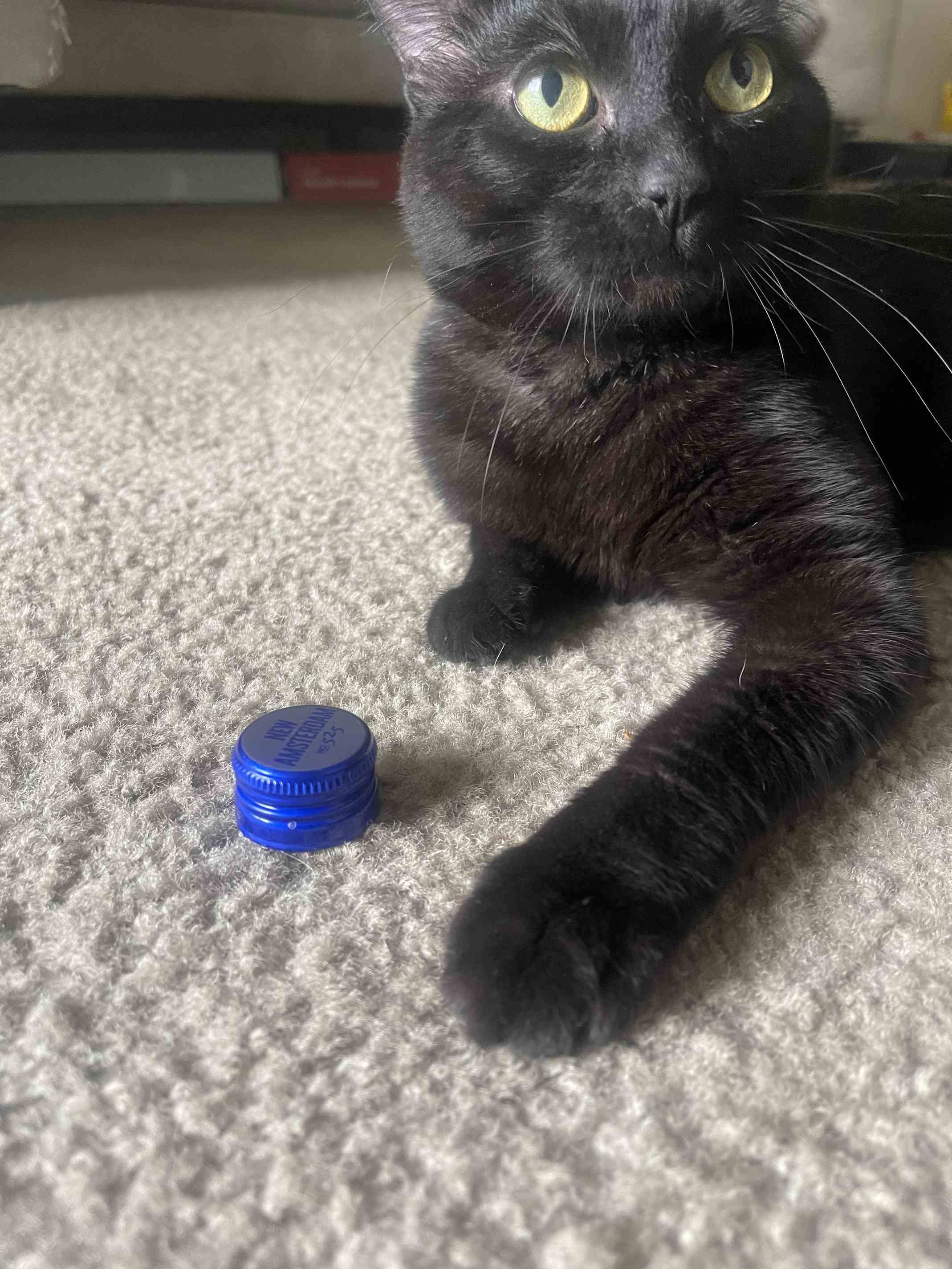 My Cat Invented a Game to Ignore Me