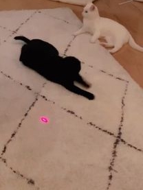 My Cat Thinks the Laser Pointer Is Her Nemesis