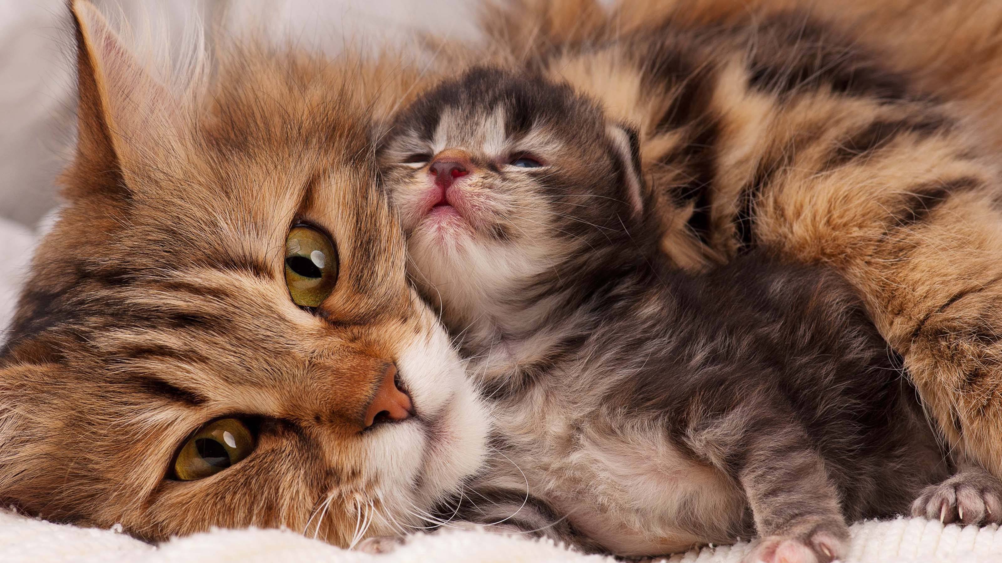 My Cat Adopted a Stray—and Me Too