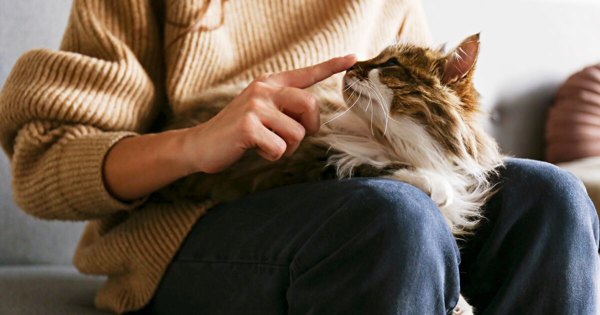Confessions of a Cat’s Full-Time Human
