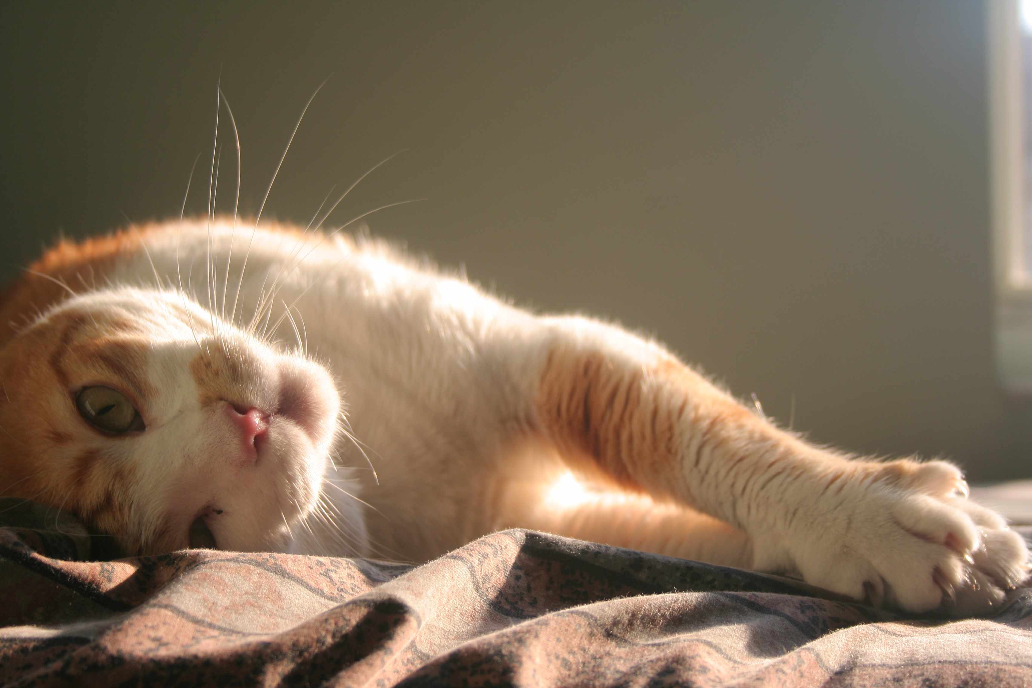 My Cat’s Definition of 'Me Time'