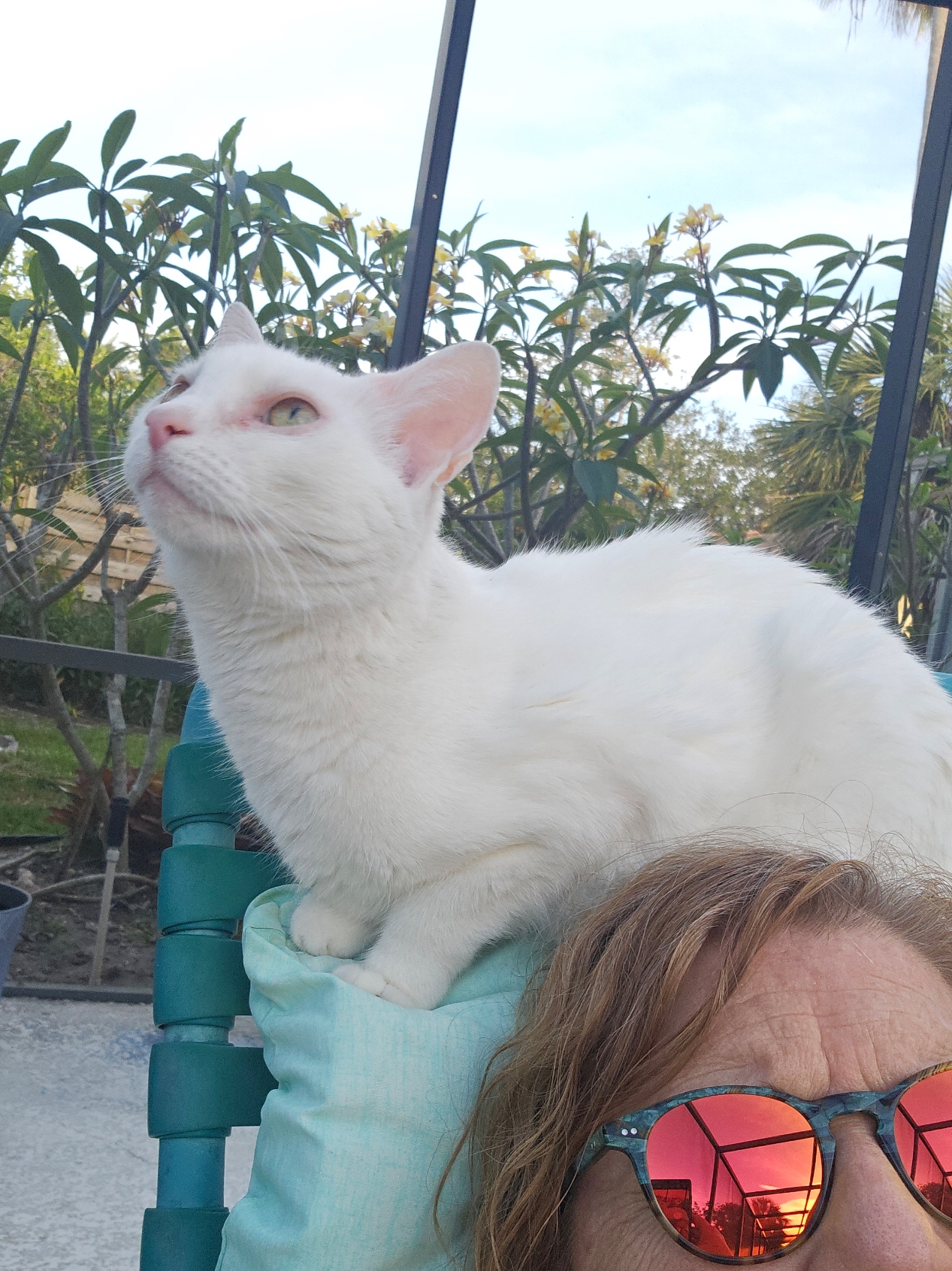 Why Does My Cat Think My Face Is a Pillow?