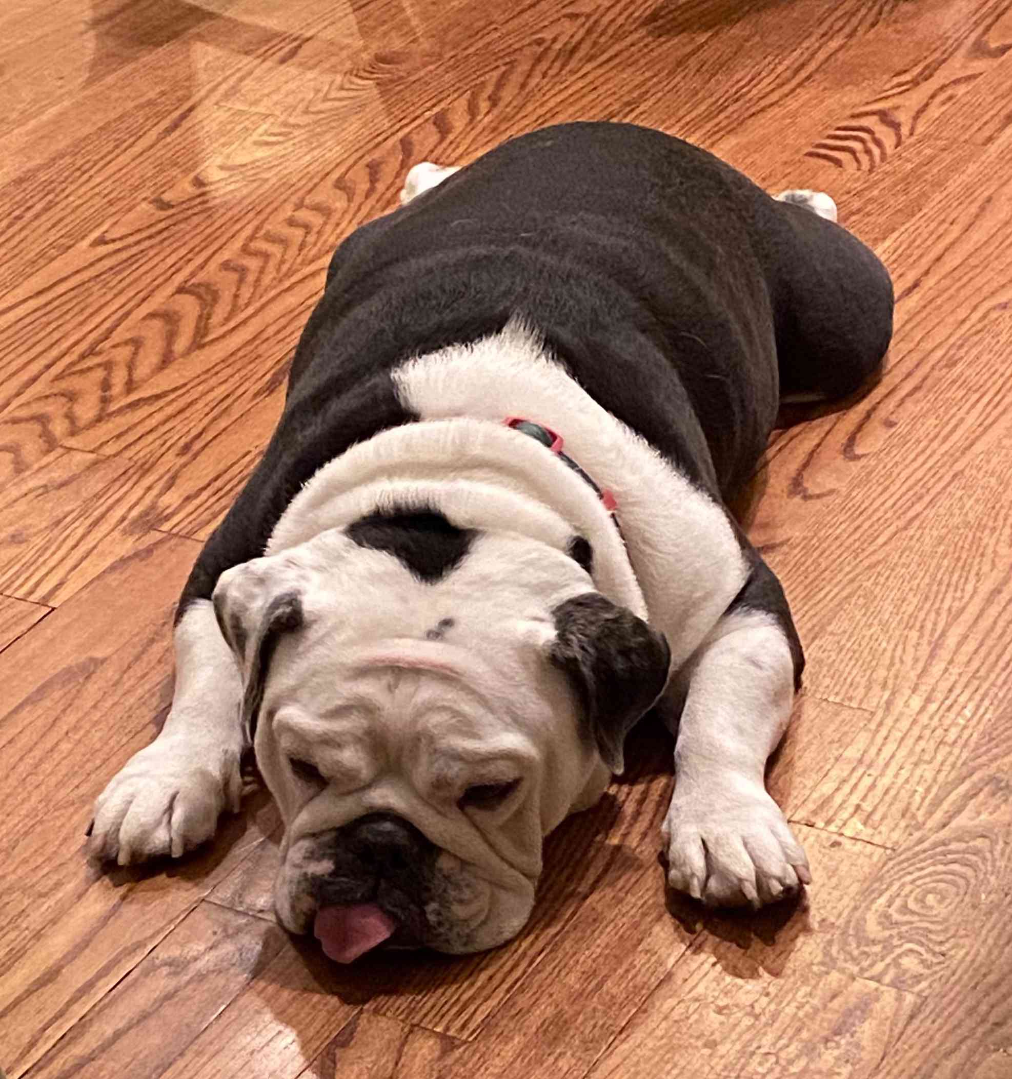 My Dog Just Invented the Monday Mood