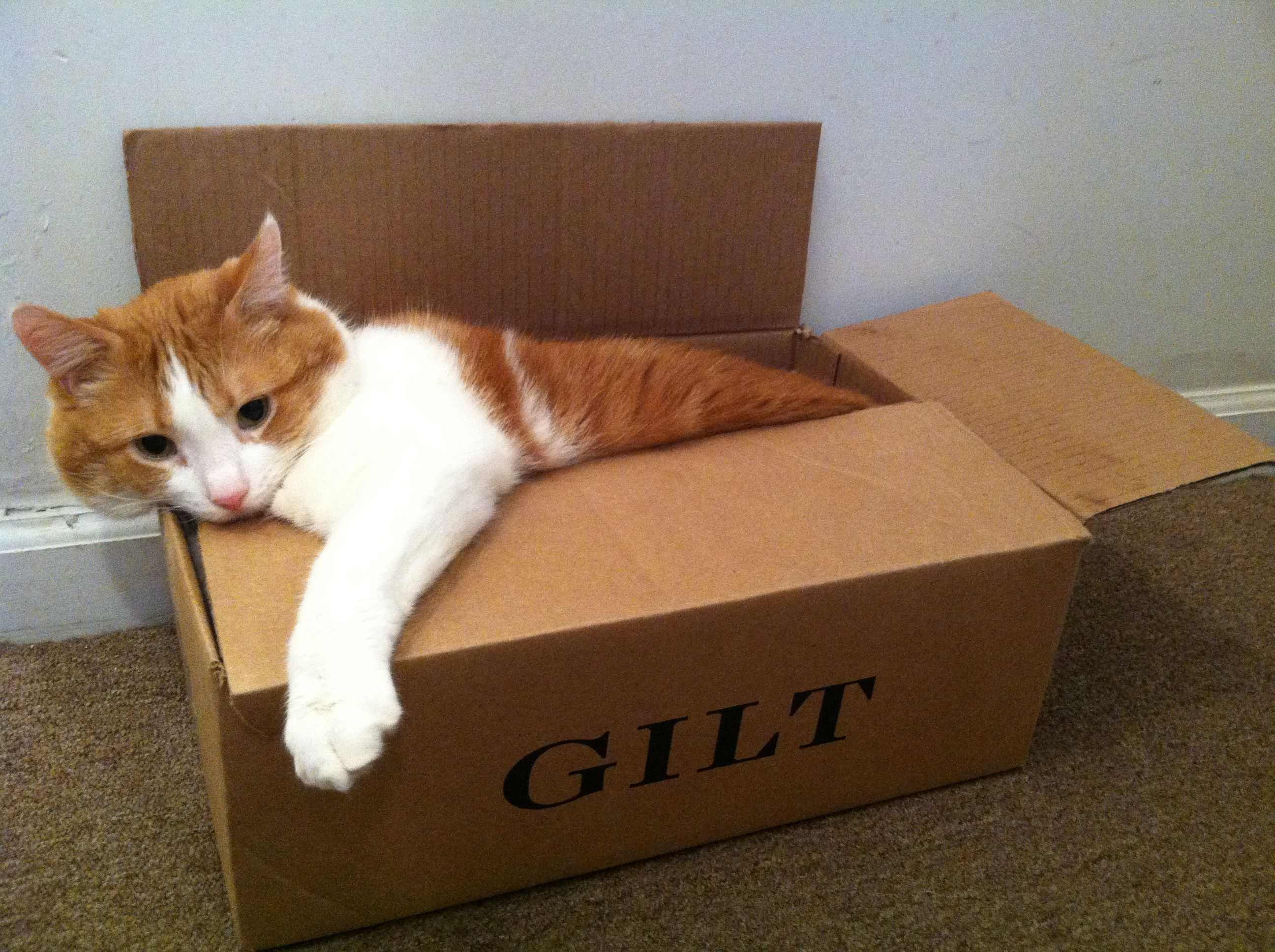 My Cat Thinks He's a Supermodel