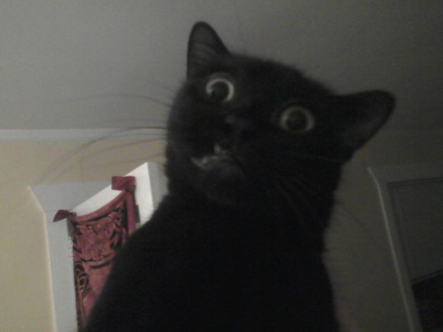 My Cat Thinks He's a Stand-Up Comedian