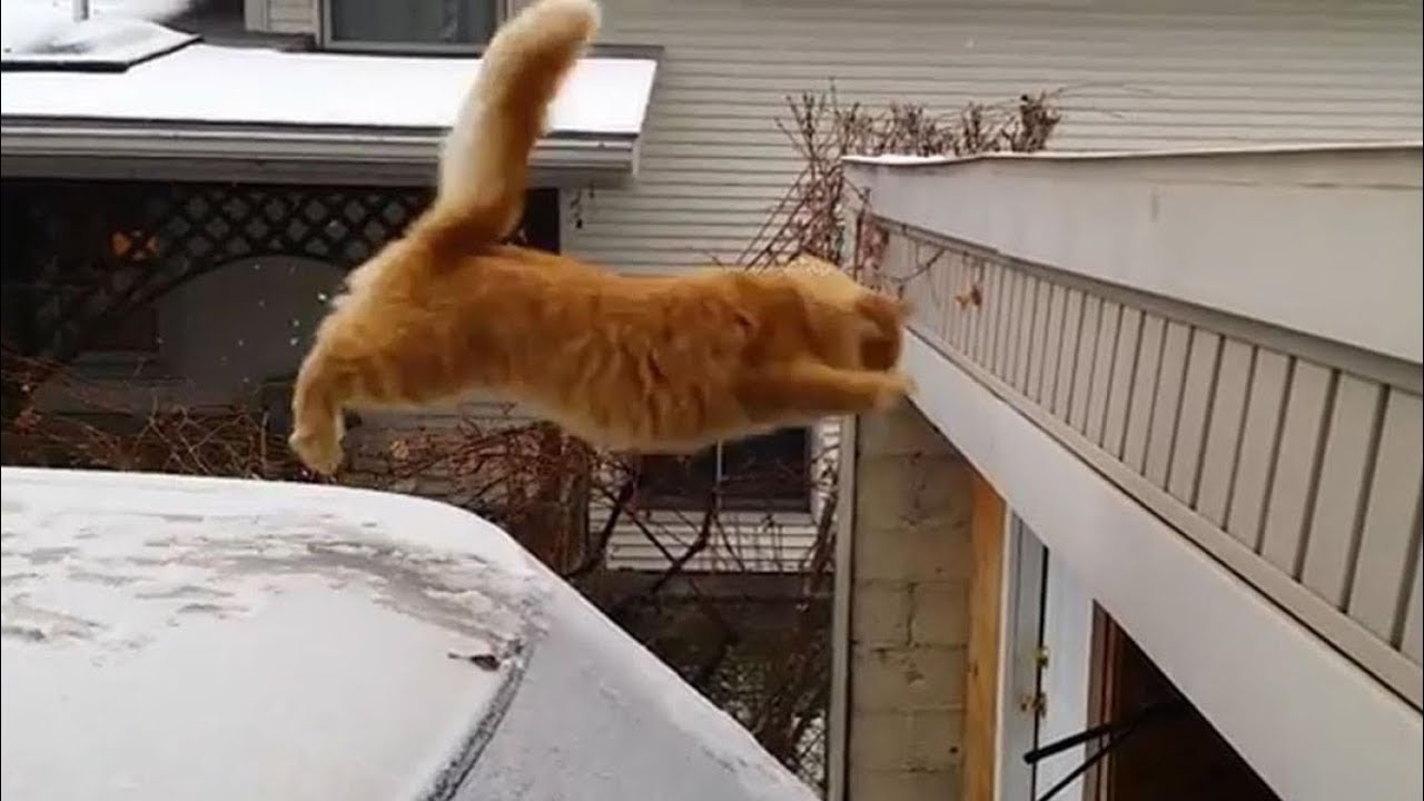 My Cat’s Epic Fails: I Shouldn’t Laugh, But…